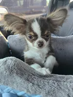 Milo, a male Chihuahua for sale in New Salisbury, IN – 4 of 4