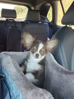 Milo, a male Chihuahua for sale in New Salisbury, IN – 2 of 4