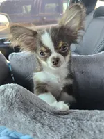 Milo, a male Chihuahua for sale in New Salisbury, IN – 3 of 4