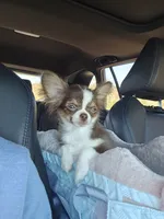 Milo, a male Chihuahua for sale in New Salisbury, IN – 1 of 4