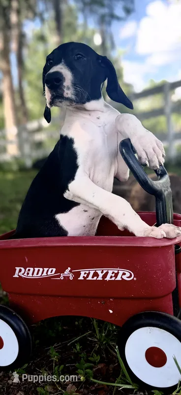 Opal – Great Dane puppy for sale in Saint Cloud, FL