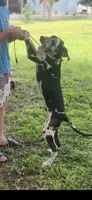 Cyrus aka (The Joker) He looks like a little cow, a male Great Dane for sale in Saint Cloud, FL – 5 of 8