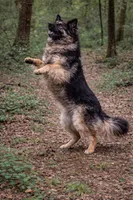 Trixie, a female German Shepherd Dog for sale in Saint Cloud, FL – Photo 3 of 3