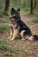 Trixie, a female German Shepherd Dog for sale in Saint Cloud, FL – Photo 1 of 3