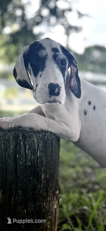 Diamond – Great Dane puppy for sale in Saint Cloud, FL
