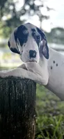 Diamond, a female Great Dane for sale in Saint Cloud, FL – 1 of 10