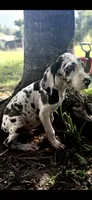 Sterling, a male Great Dane for sale in Saint Cloud, FL – 4 of 10