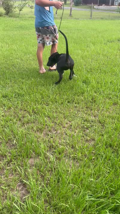 Rex, a male Great Dane for sale in Saint Cloud, FL – 4 of 6