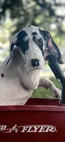 Diamond, a female Great Dane for sale in Saint Cloud, FL – 2 of 10