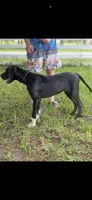 Rex, a male Great Dane for sale in Saint Cloud, FL – 2 of 6
