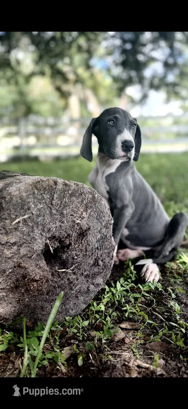Sapphire  – Great Dane puppy for sale in Saint Cloud, FL