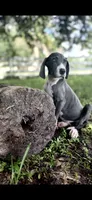 Sapphire , a female Great Dane for sale in Saint Cloud, FL – 1 of 10