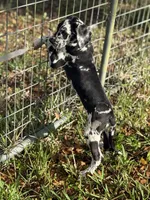Cyrus aka (The Joker) He looks like a little cow, a male Great Dane for sale in Saint Cloud, FL – Photo 8 of 10