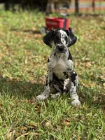 Cyrus aka (The Joker) He looks like a little cow, a male Great Dane for sale in Saint Cloud, FL – Photo 3 of 10