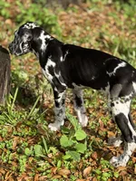 Cyrus aka (The Joker) He looks like a little cow, a male Great Dane for sale in Saint Cloud, FL – Photo 5 of 10