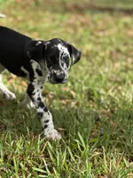Cyrus aka (The Joker) He looks like a little cow, a male Great Dane for sale in Saint Cloud, FL – Photo 2 of 10
