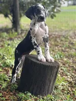 Cyrus aka (The Joker) He looks like a little cow, a male Great Dane for sale in Saint Cloud, FL – Photo 6 of 10