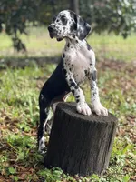 Cyrus aka (The Joker) He looks like a little cow, a male Great Dane for sale in Saint Cloud, FL – Photo 7 of 10