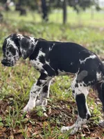 Cyrus aka (The Joker) He looks like a little cow, a male Great Dane for sale in Saint Cloud, FL – Photo 1 of 10