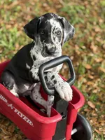 Cyrus aka (The Joker) He looks like a little cow, a male Great Dane for sale in Saint Cloud, FL – Photo 4 of 10