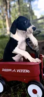 Opal, a female Great Dane for sale in Saint Cloud, FL – 4 of 8