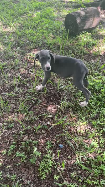 Sapphire , a female Great Dane for sale in Saint Cloud, FL – 10 of 10