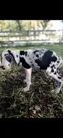 Sterling, a male Great Dane for sale in Saint Cloud, FL – 3 of 10