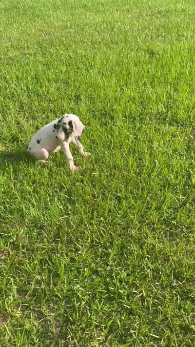 Diamond, a female Great Dane for sale in Saint Cloud, FL – 10 of 10