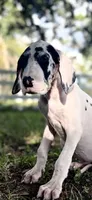 Diamond, a female Great Dane for sale in Saint Cloud, FL – 5 of 10