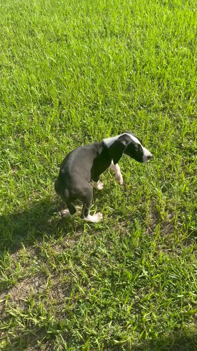 Ruby, a female Great Dane for sale in Saint Cloud, FL – 7 of 7