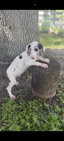 Platinum , a male Great Dane for sale in Saint Cloud, FL – 8 of 10