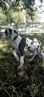Sage, a male Great Dane for sale in Saint Cloud, FL – 5 of 10