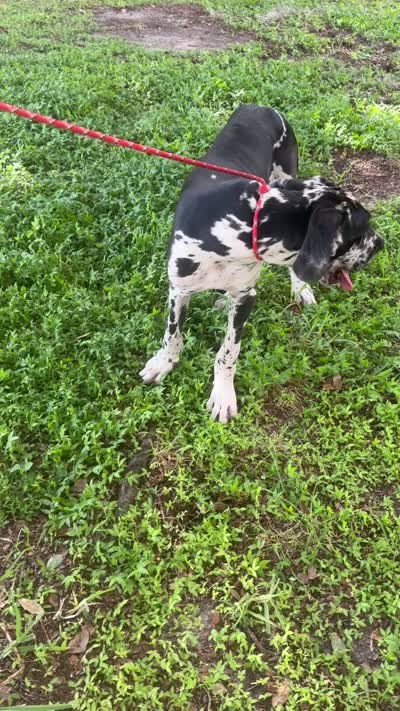 Cyrus aka (The Joker) He looks like a little cow, a male Great Dane for sale in Saint Cloud, FL – 6 of 8