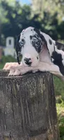 Sterling, a male Great Dane for sale in Saint Cloud, FL – 8 of 10
