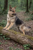 Heidi, a female German Shepherd Dog for sale in Saint Cloud, FL – Photo 1 of 4