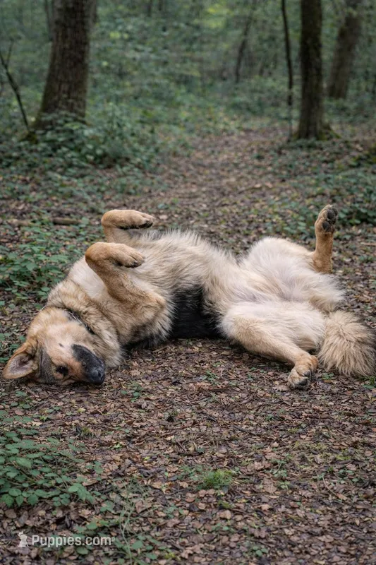 Heidi – German Shepherd Dog puppy for sale in Saint Cloud, FL