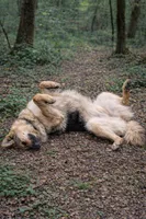 Heidi, a female German Shepherd Dog for sale in Saint Cloud, FL – Photo 2 of 4