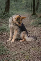 Heidi, a female German Shepherd Dog for sale in Saint Cloud, FL – Photo 4 of 4