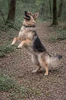 Heidi, a female German Shepherd Dog for sale in Saint Cloud, FL – Photo 3 of 4