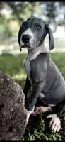 Sapphire , a female Great Dane for sale in Saint Cloud, FL – 3 of 10