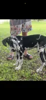 Cyrus aka (The Joker) He looks like a little cow, a male Great Dane for sale in Saint Cloud, FL – 3 of 8