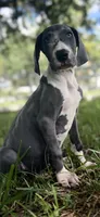 Sapphire , a female Great Dane for sale in Saint Cloud, FL – 2 of 10