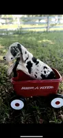 Sterling, a male Great Dane for sale in Saint Cloud, FL – 6 of 10