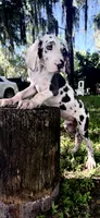 Sage, a male Great Dane for sale in Saint Cloud, FL – 2 of 10