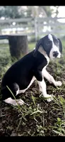 Ruby, a female Great Dane for sale in Saint Cloud, FL – 4 of 7