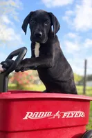 Apollo, a male Great Dane for sale in Saint Cloud, FL – Photo 5 of 7