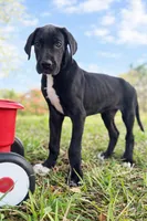 Apollo, a male Great Dane for sale in Saint Cloud, FL – Photo 3 of 7