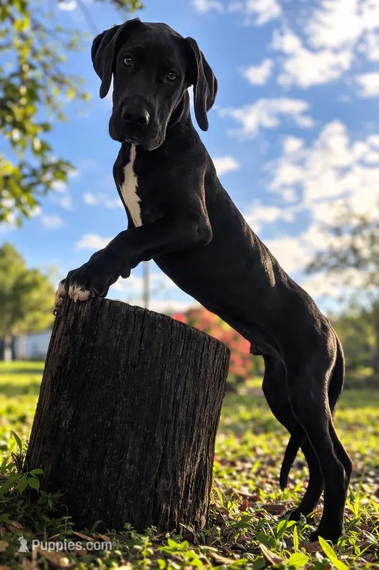 Apollo – Great Dane puppy for sale in Saint Cloud, FL