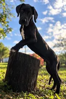 Apollo, a male Great Dane for sale in Saint Cloud, FL – Photo 1 of 7