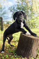 Apollo, a male Great Dane for sale in Saint Cloud, FL – Photo 4 of 7